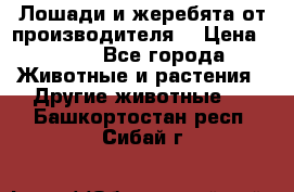 Лошади и жеребята от производителя. › Цена ­ 120 - Все города Животные и растения » Другие животные   . Башкортостан респ.,Сибай г.